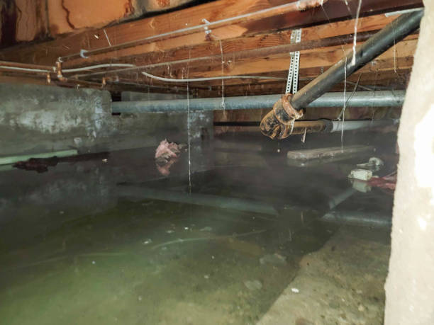 Best 24/7 water damage repair  in Cottonde, AL